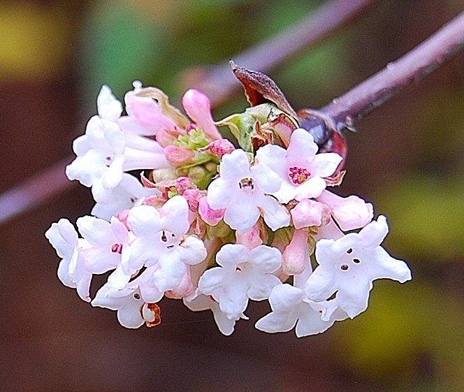 Fleurs.