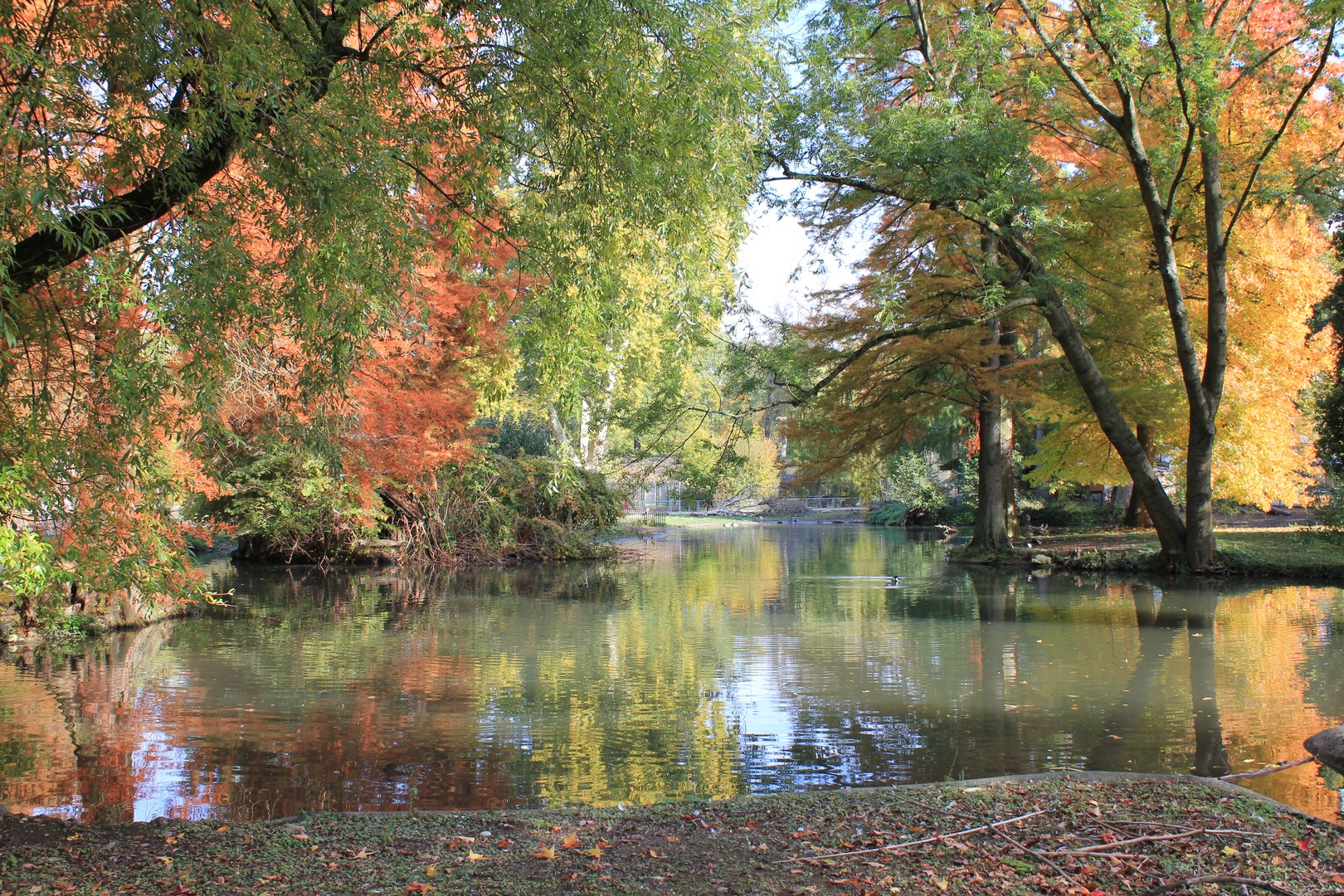 Herbstfarben in der Langen Erlen