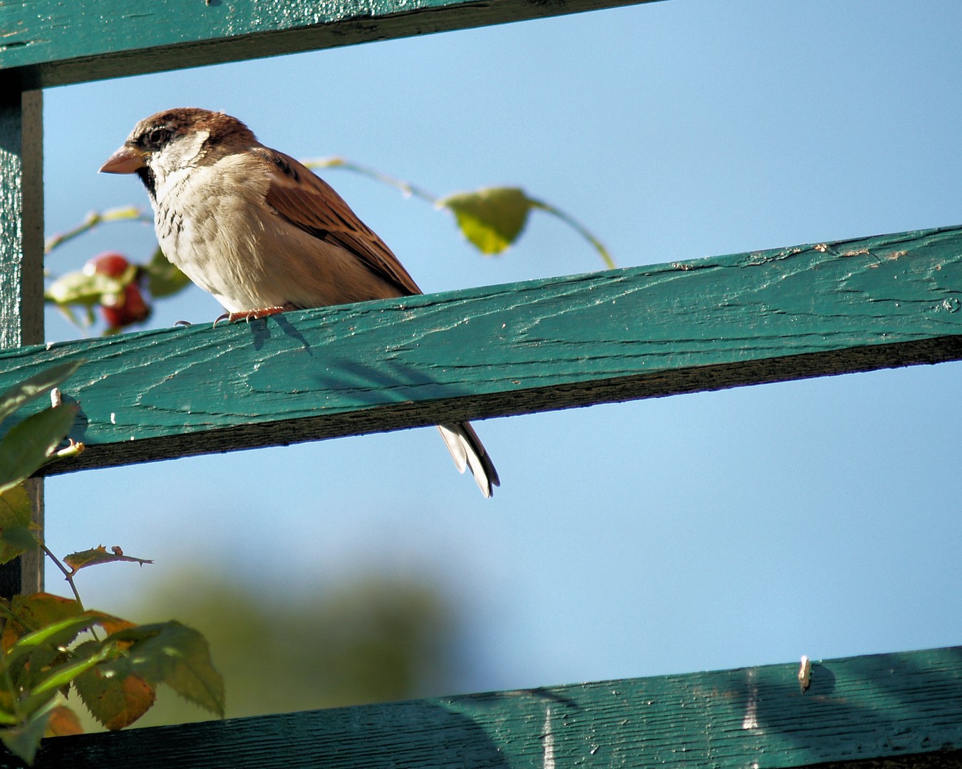 Sparrow