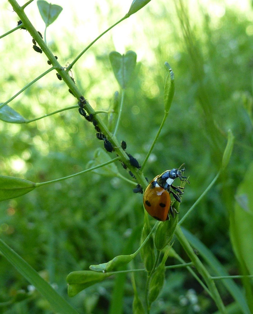 Marienkäfer