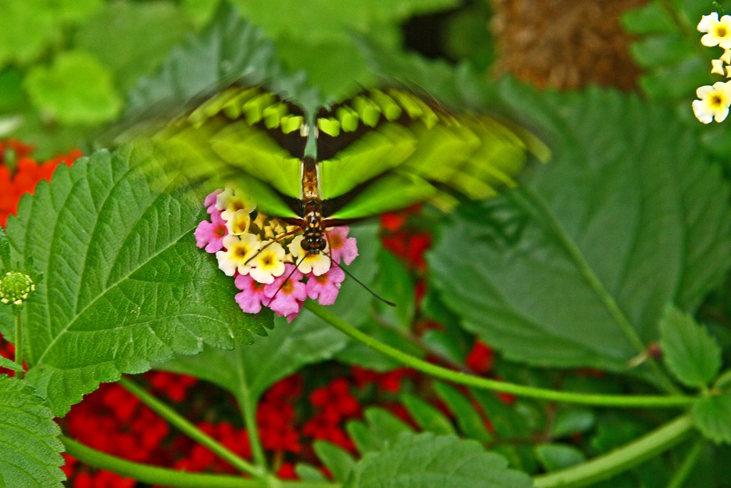 Malachitfalter fliegt