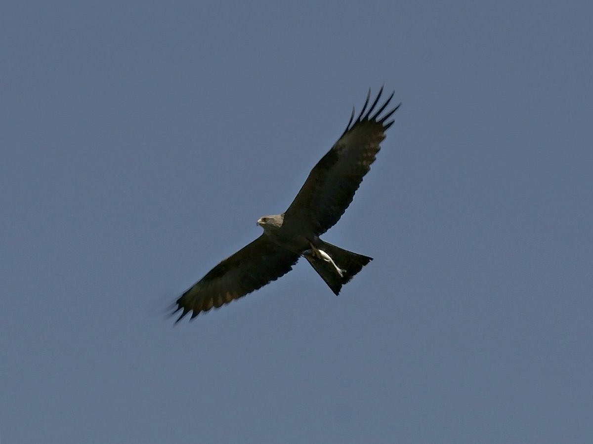 Falke mit Fisch