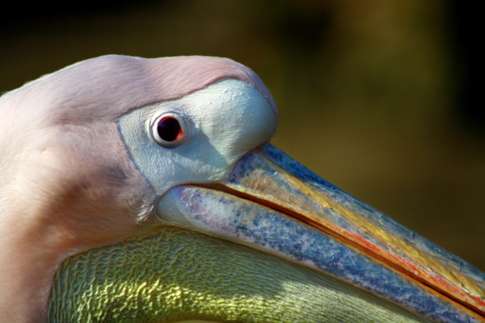 Pelikan Portrait