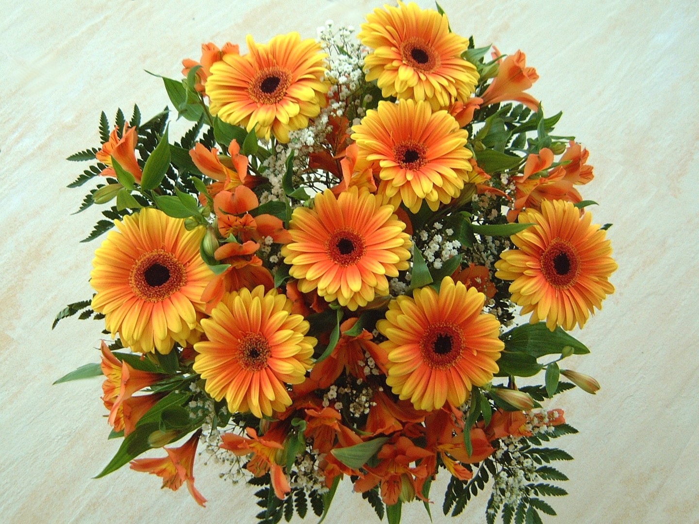 Gerbera