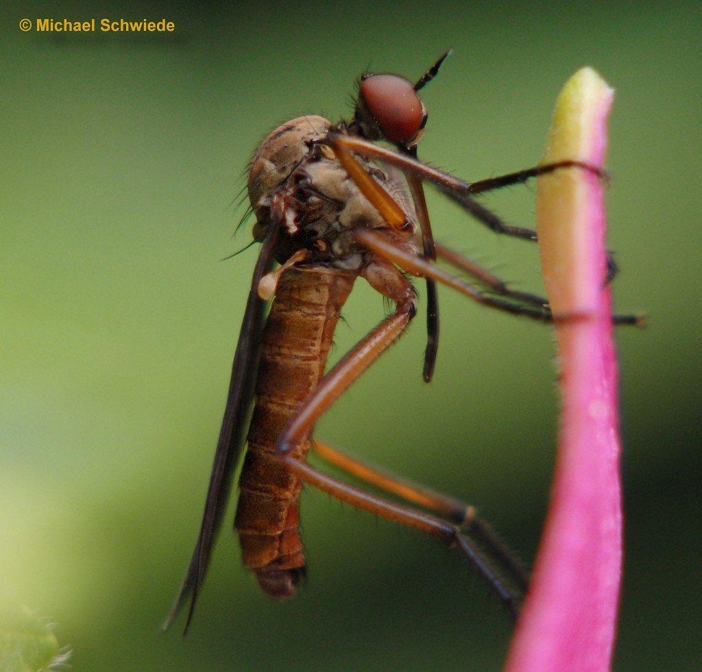 Insekten-Nahaufnahme 2