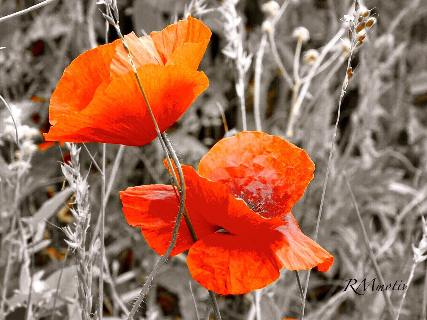 Mohn