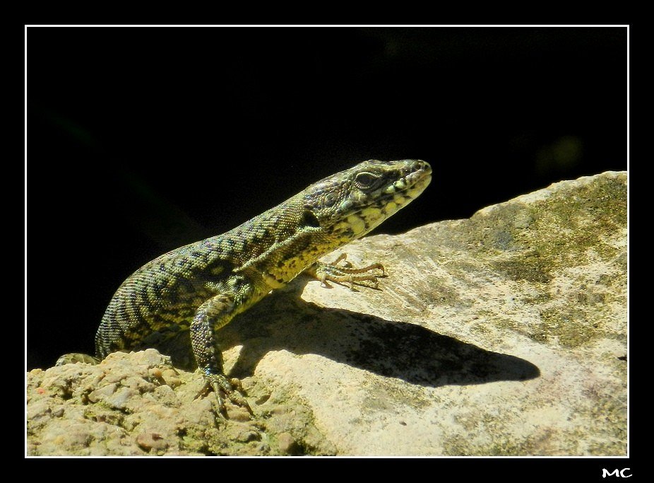 le lézard