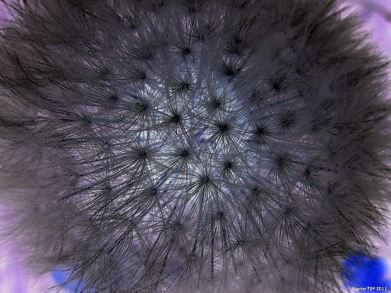 Pusteblume