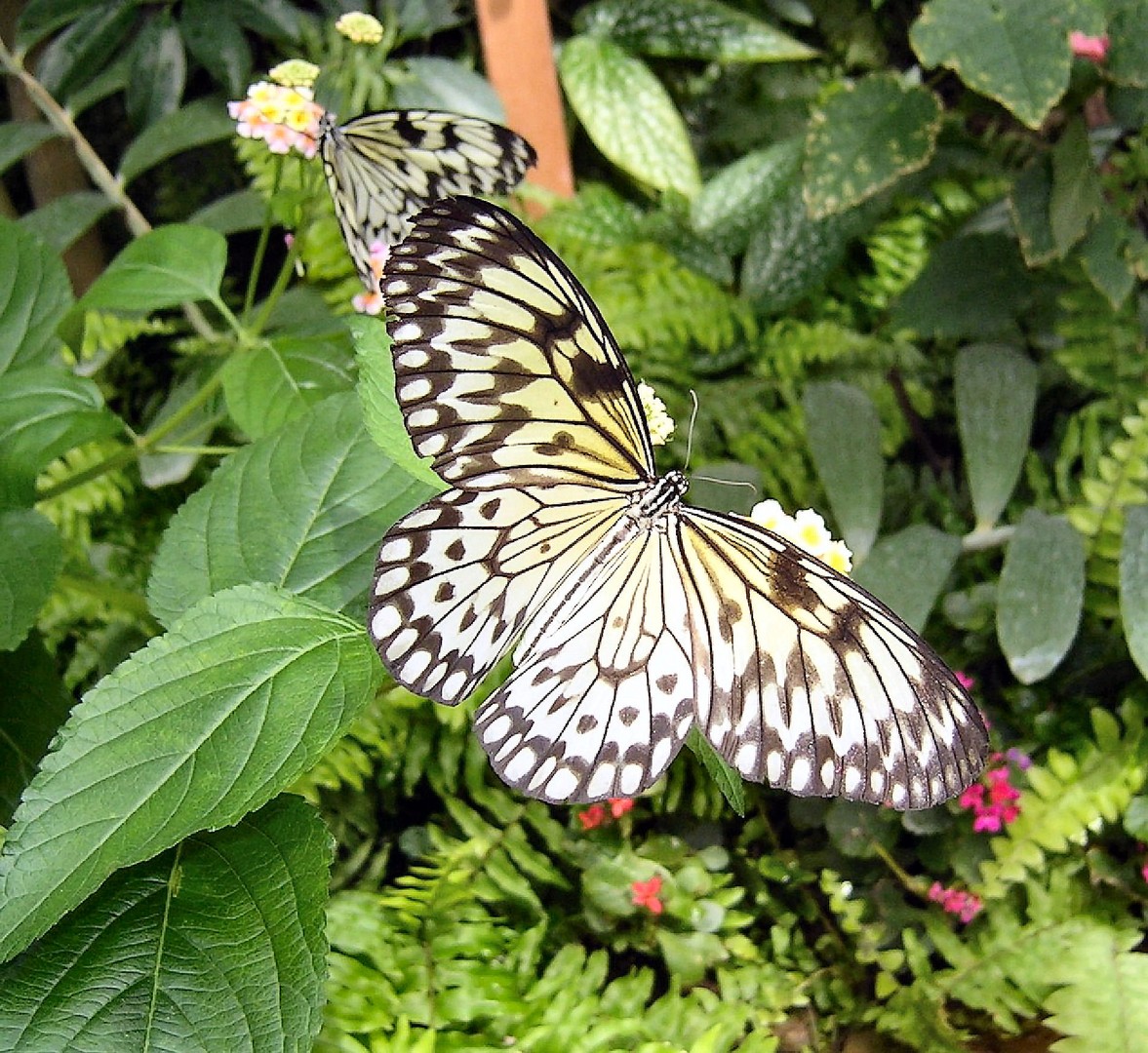 Schmetterling