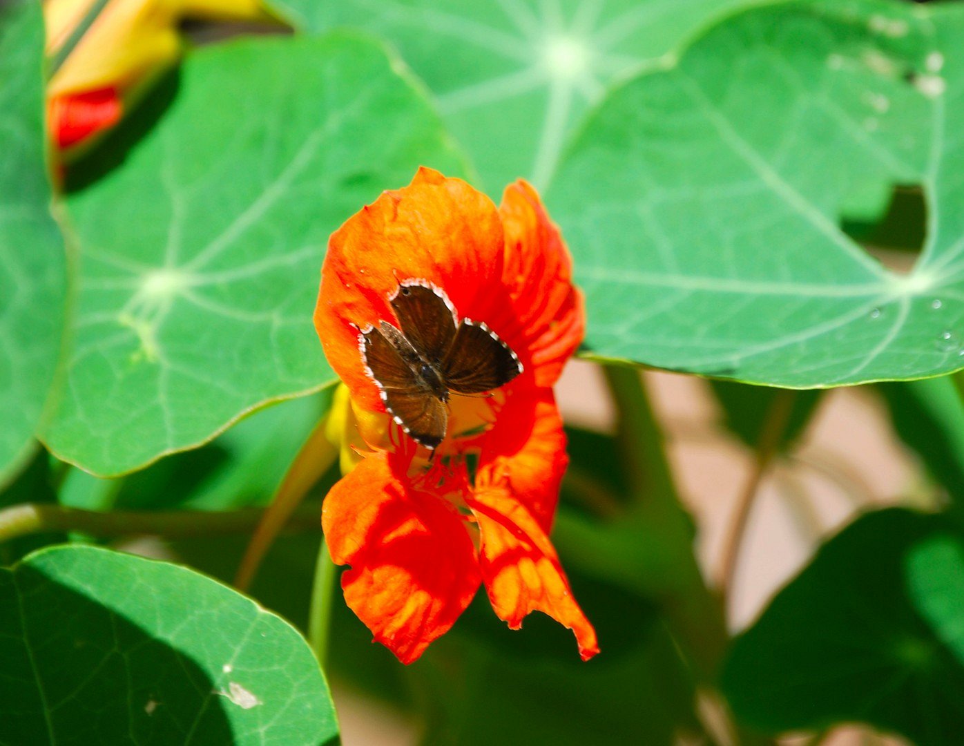 Fleur et papillon.