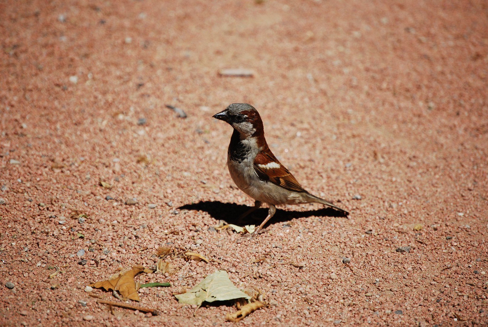 Moineau.