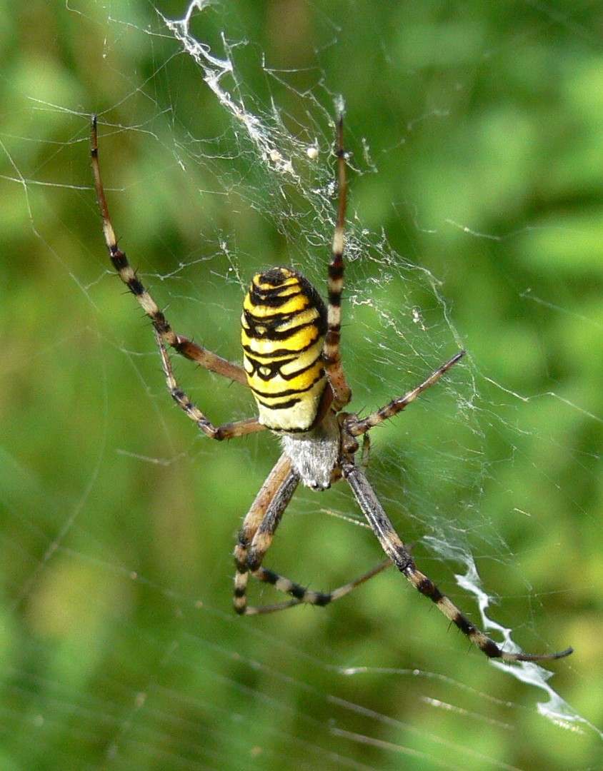 Une araignée