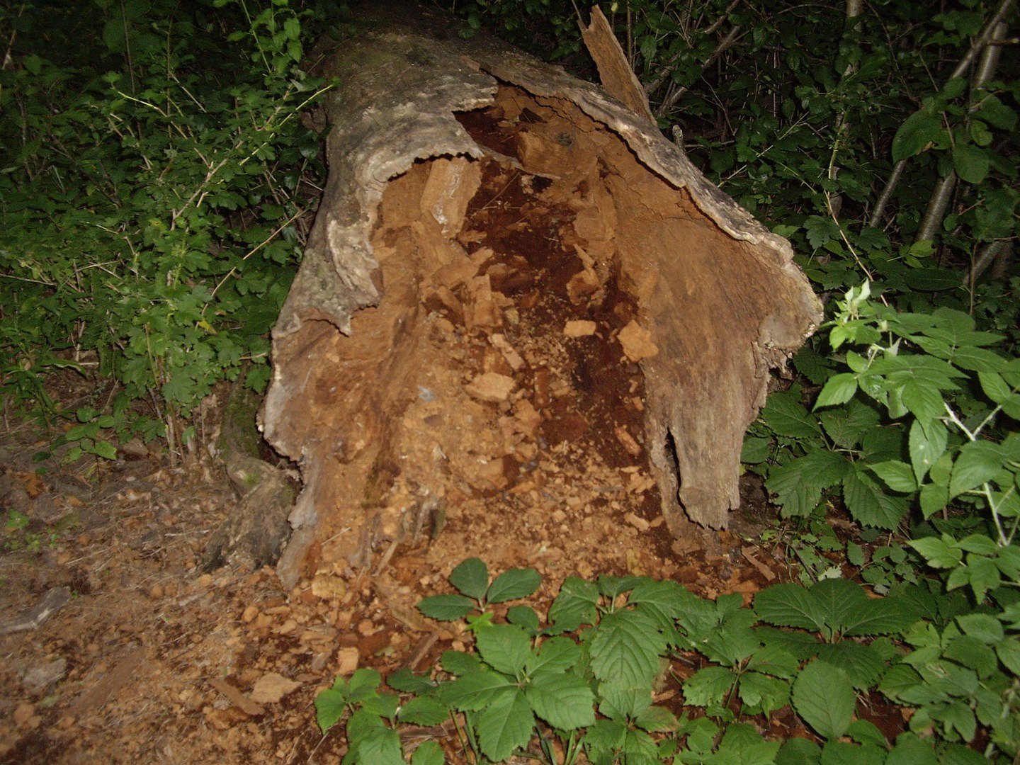 Rotting Log