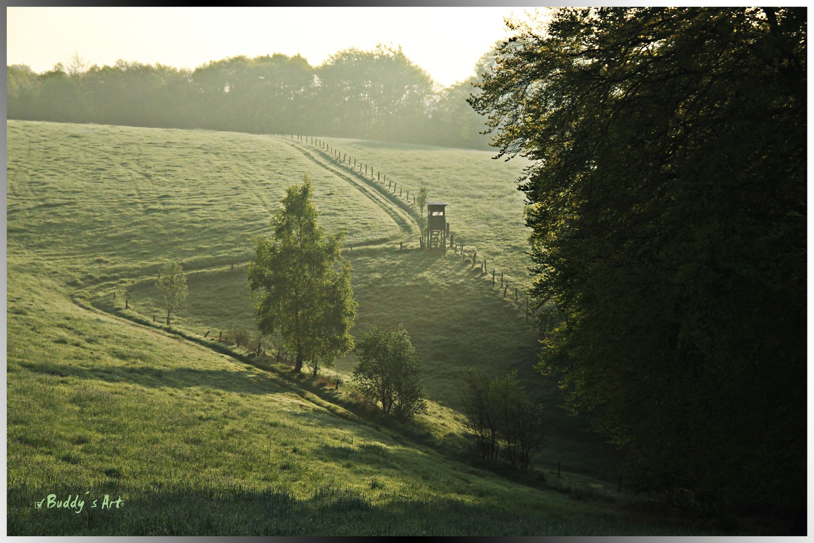 IM MORGENNEBEL