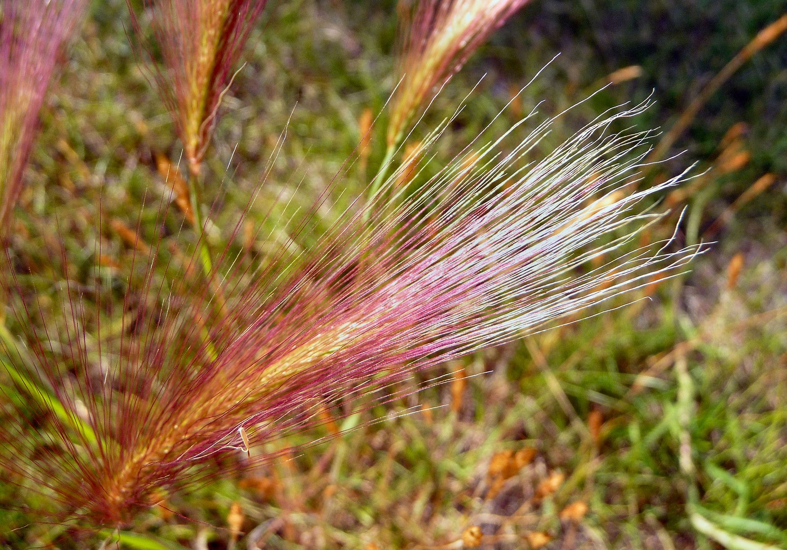 Foxtail Barley Grass