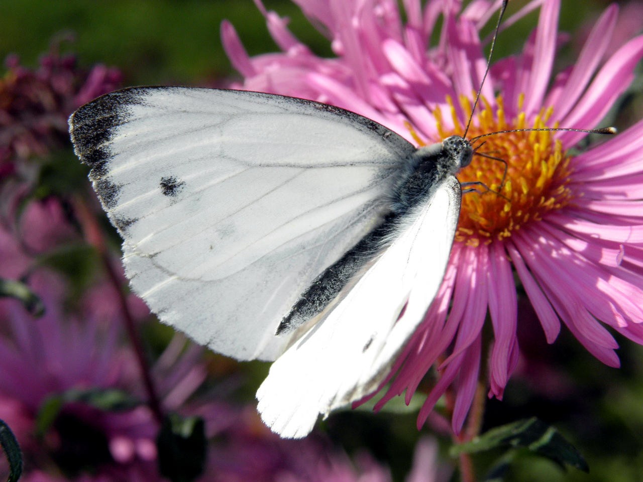 Diesen Schmetterling ...