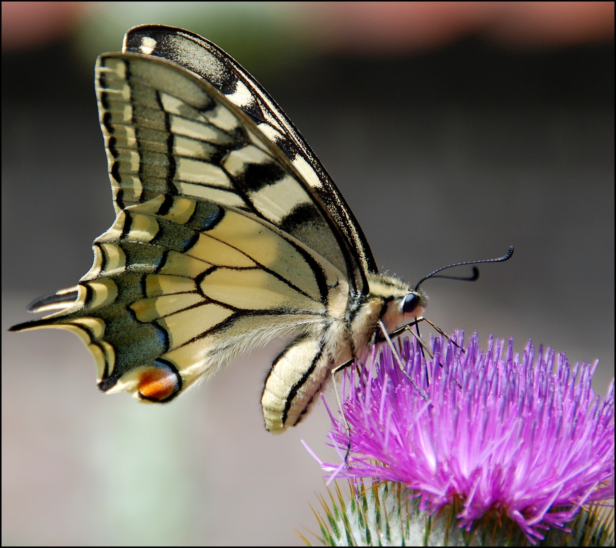  Papilio machaon