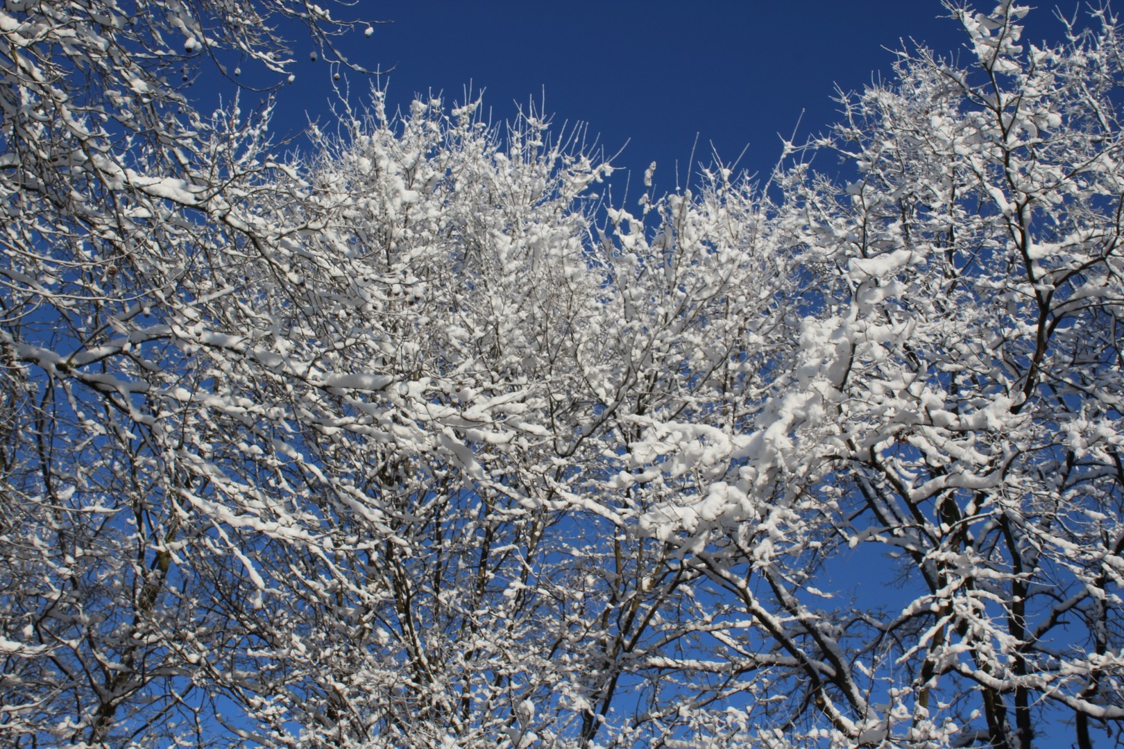 Schneebäume