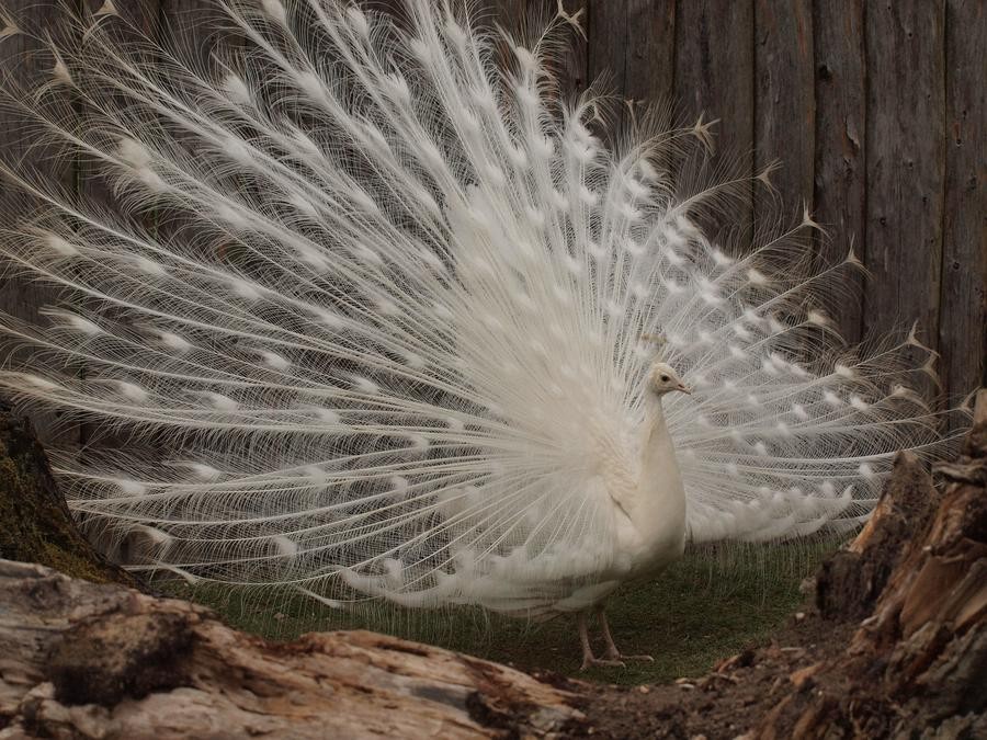 Tanz eines Pfau