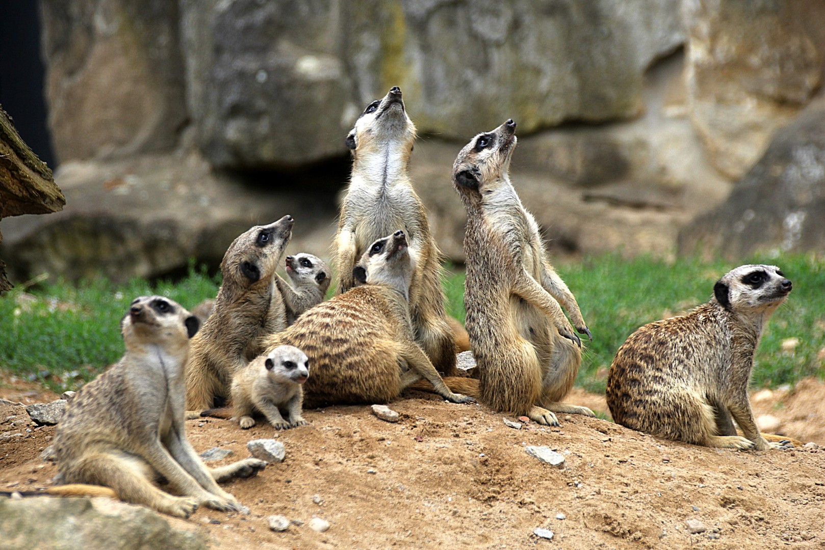 Familie Erdmännchen