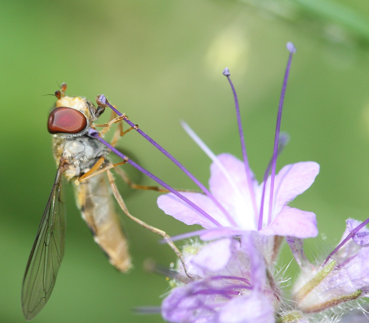 Schwebefliege