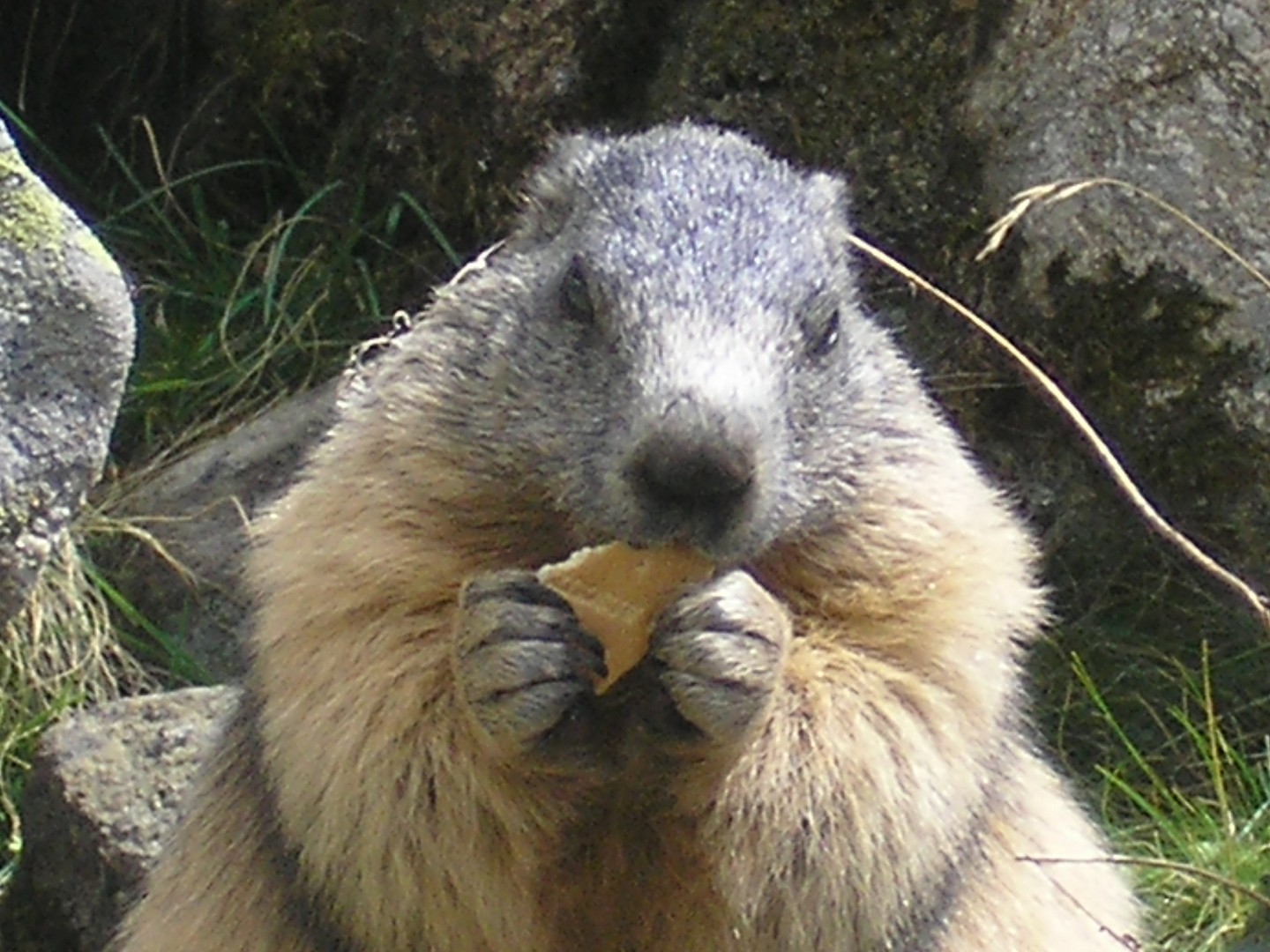 il était une fois BABOUE la Marmotte de la Madonne des fenestres