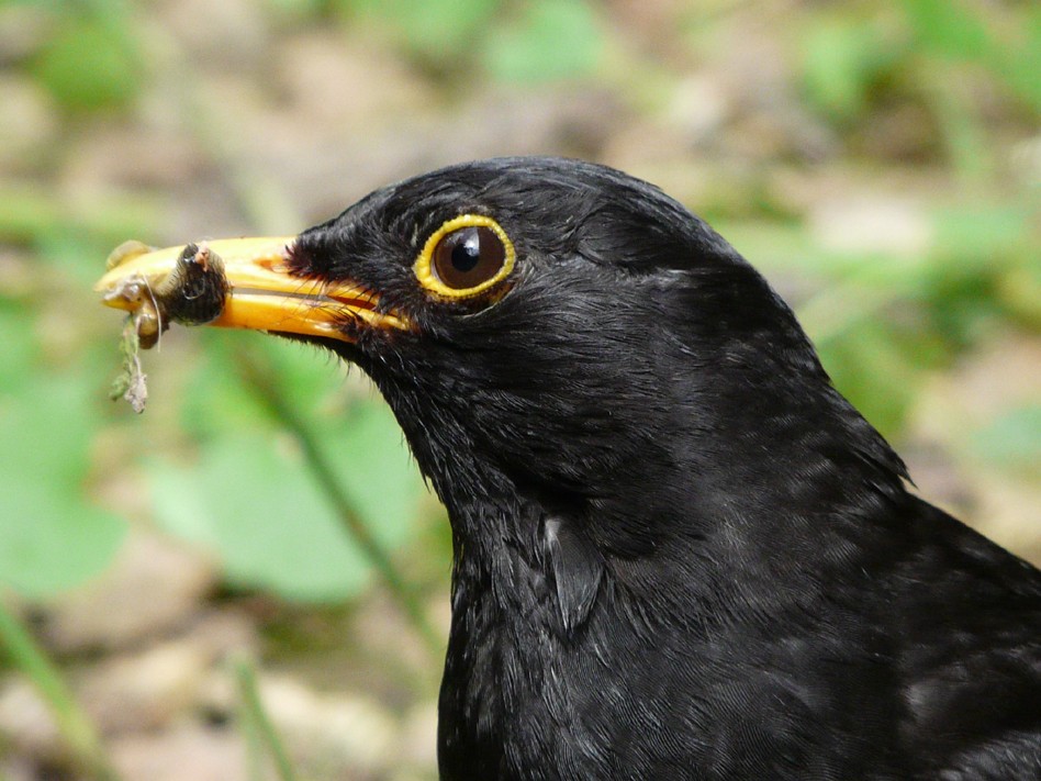 Amsel