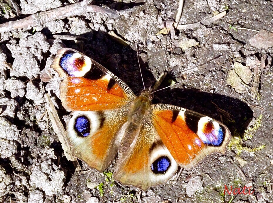 Schmetterling und Schatten