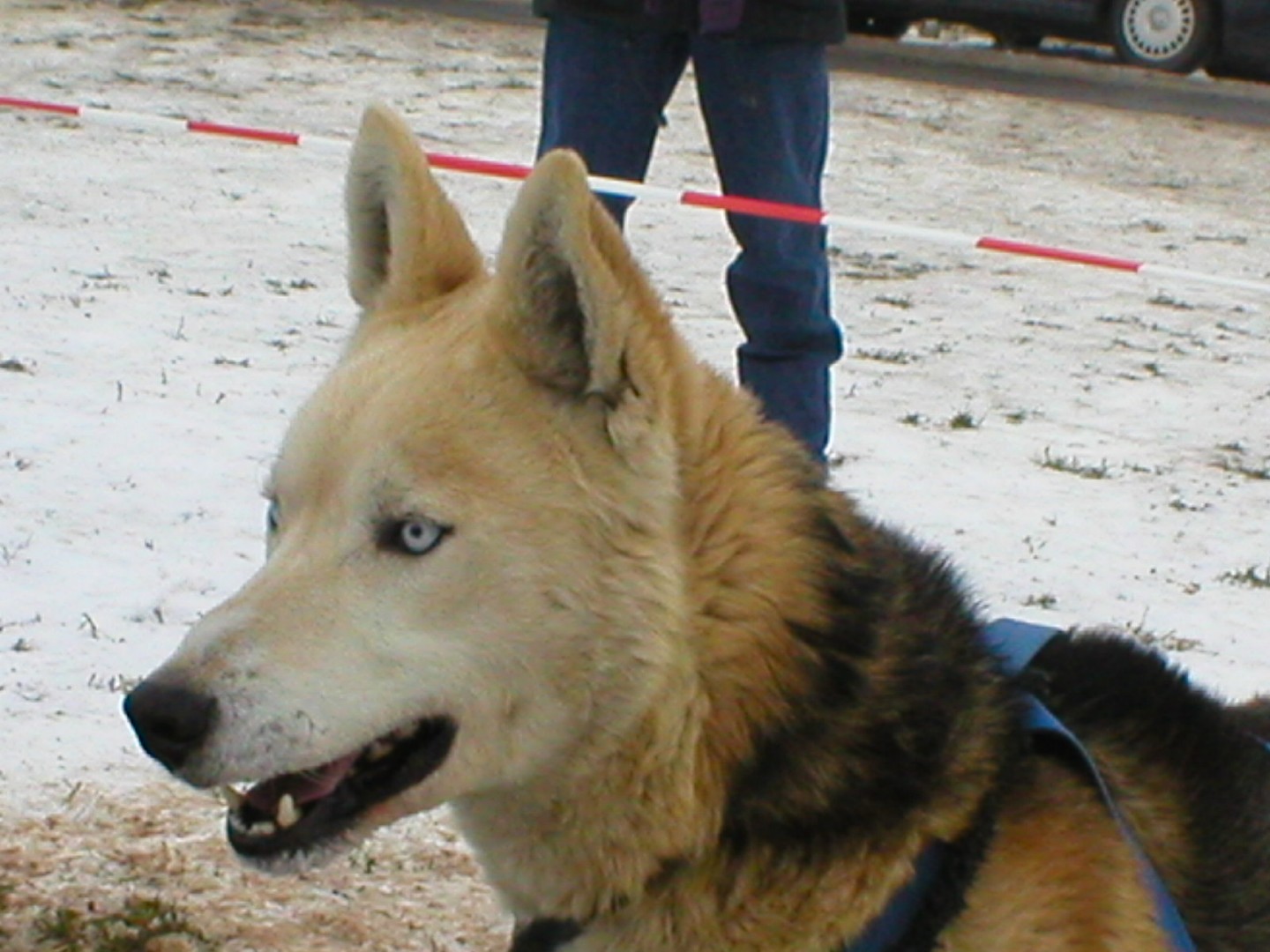 Hunderennen in der Eifel