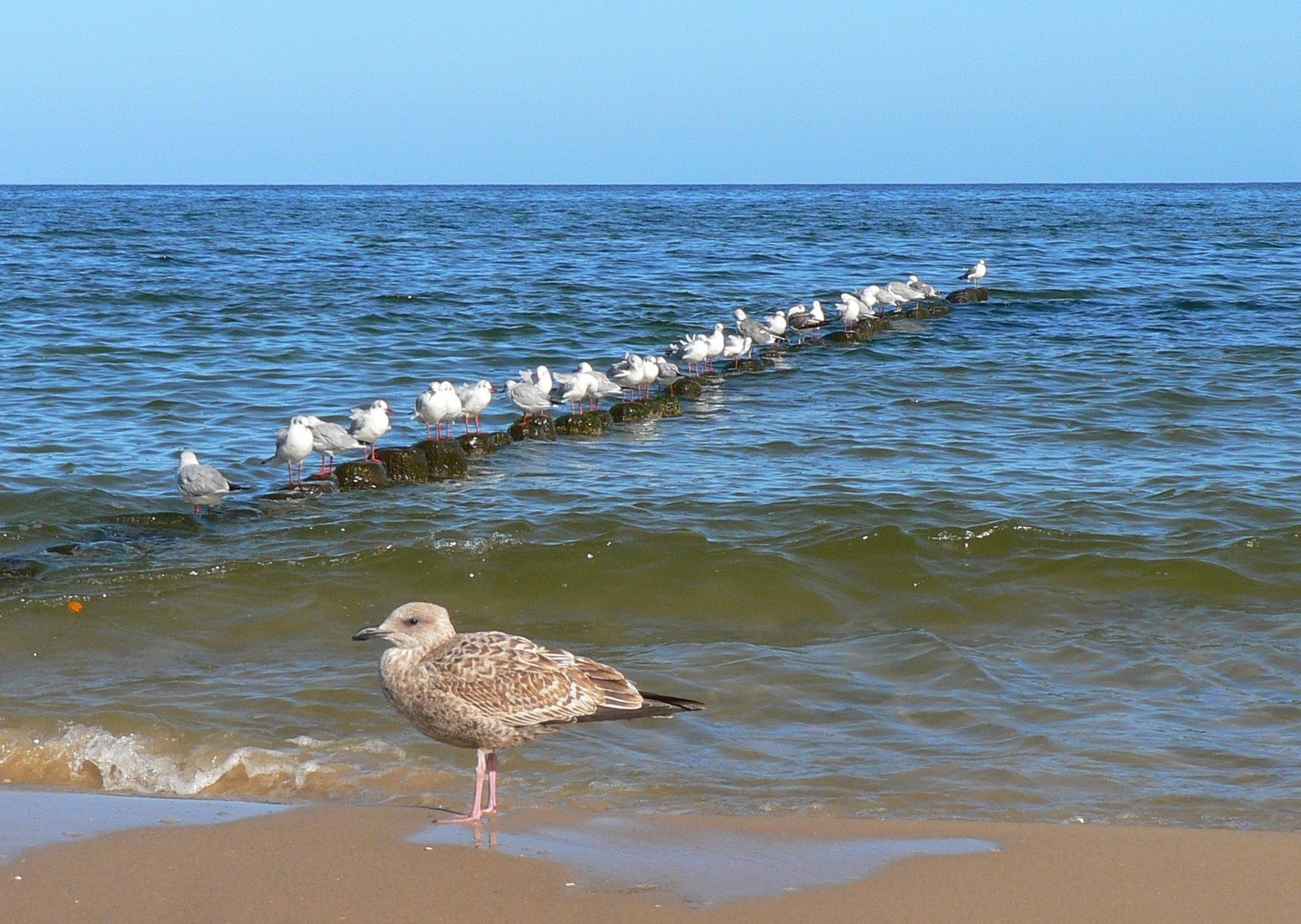 Ostsee Vögel.