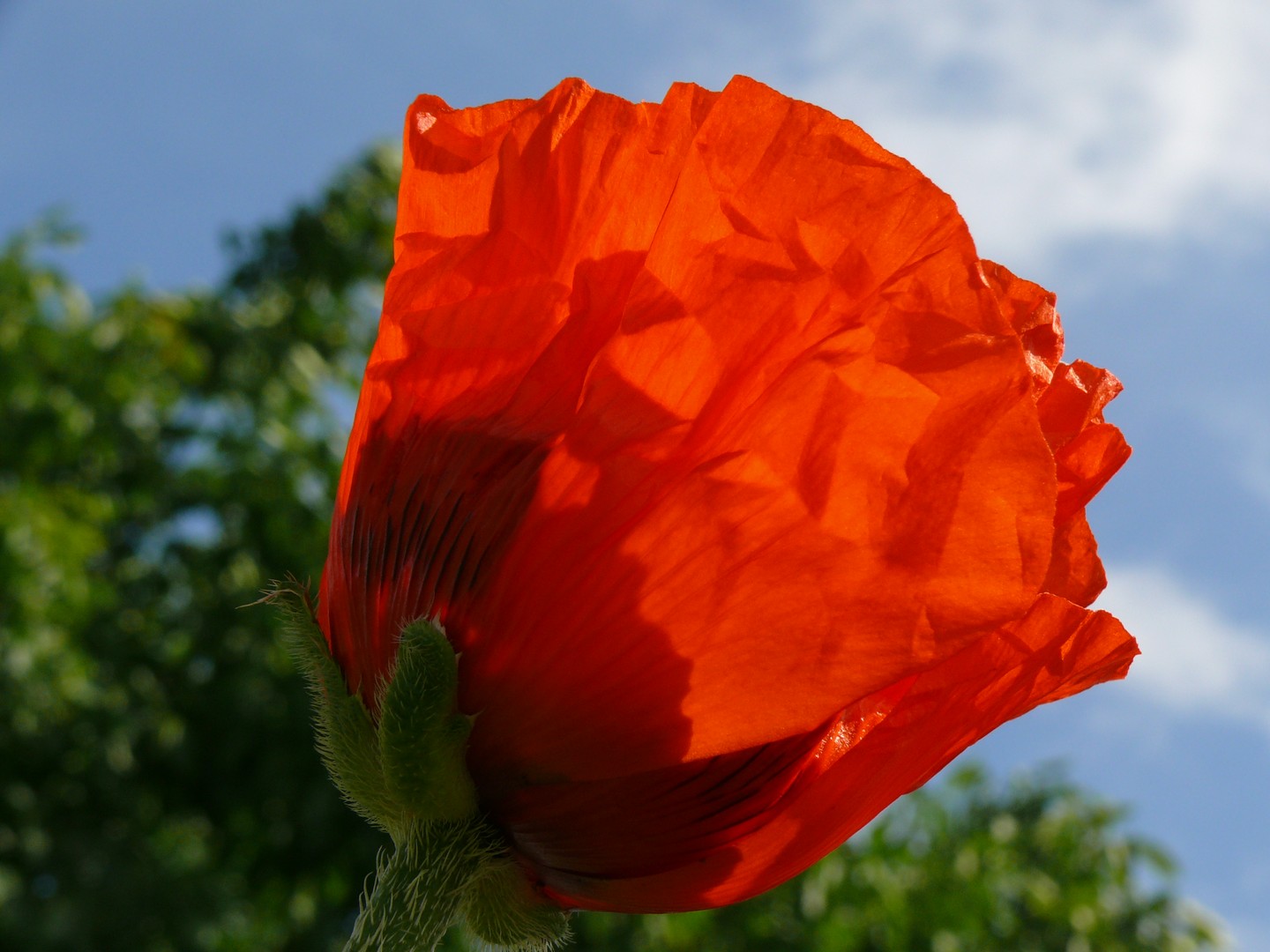 mohn