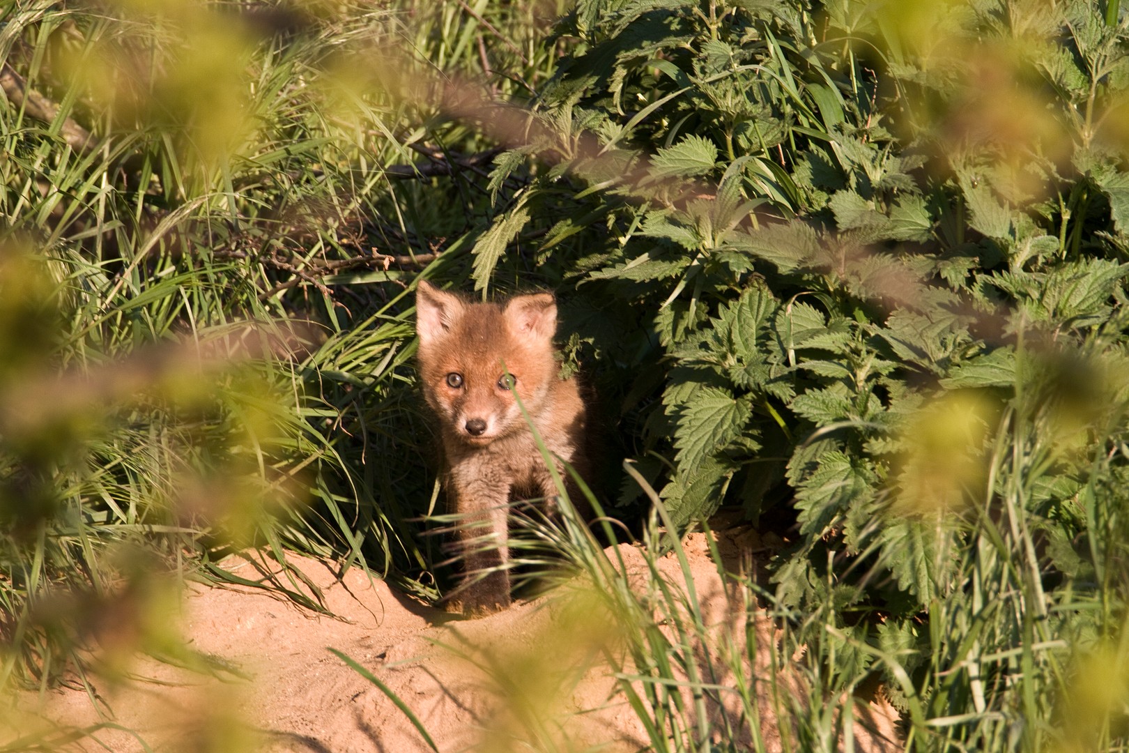 Junger Fuchs in der Abendsonne