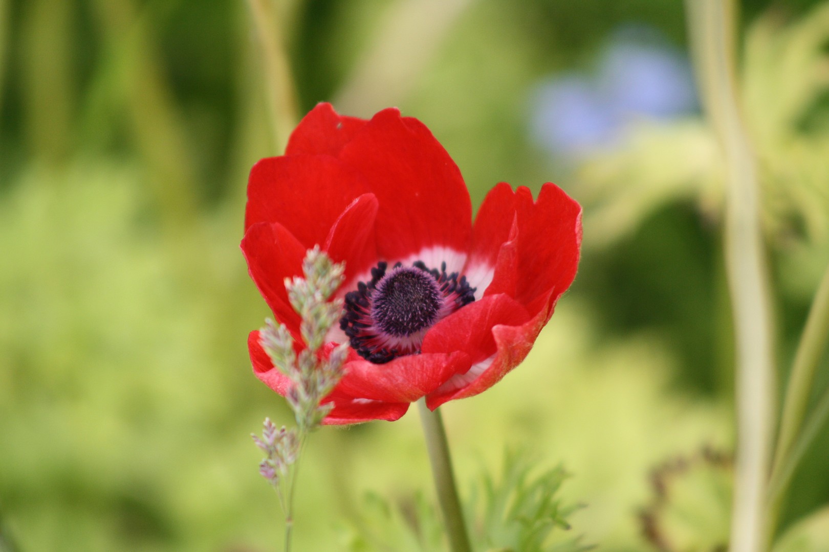 Blume im Beet