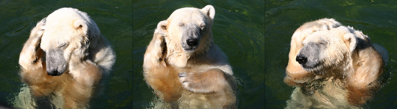 Eisbär beim Haarewaschen