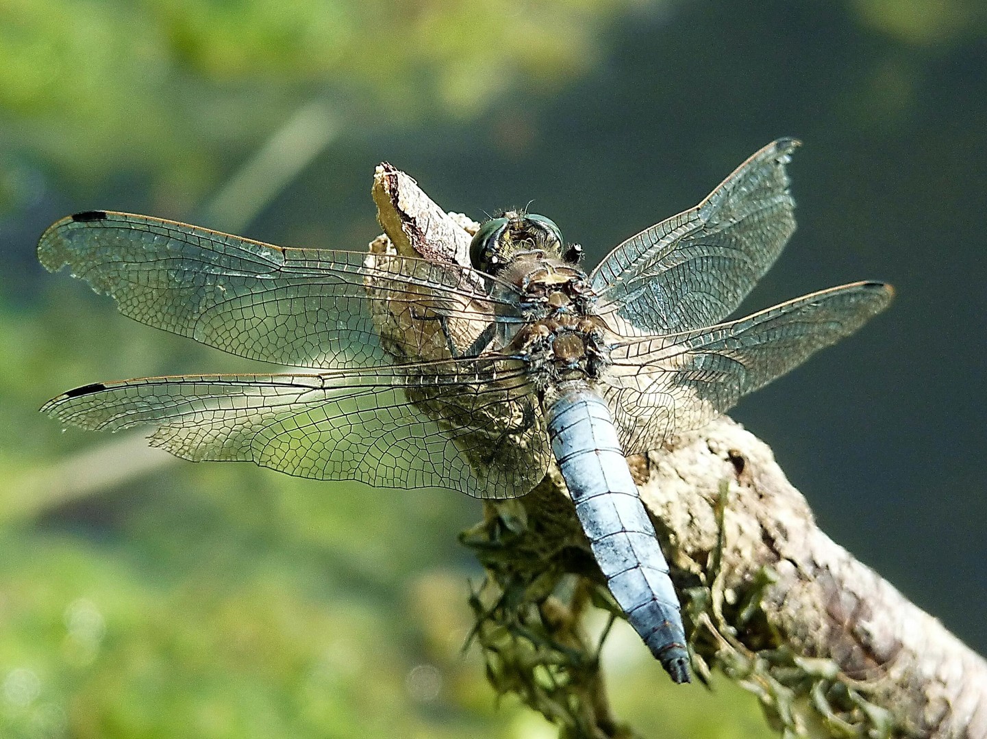 Spitzenfleck-Libelle