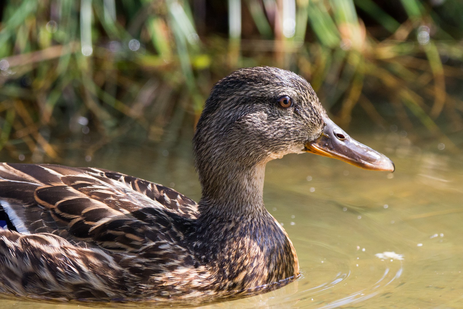 Enten-Portrait