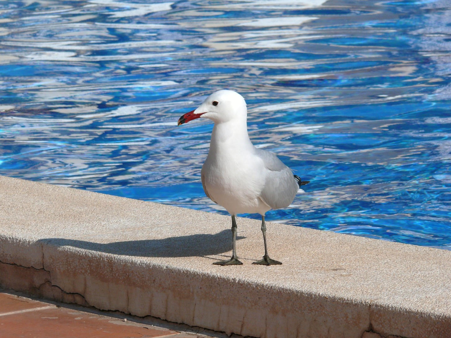 möwchen ganz cool am pool