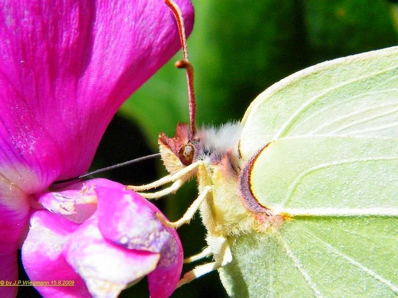 Schmetterling