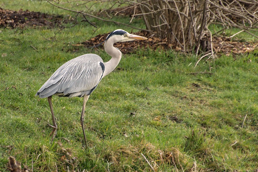 Czapla siwa / Grey Heron