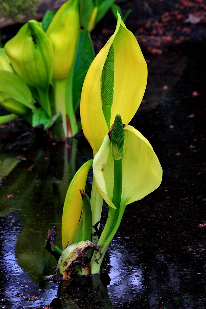 Botanischer Garten Berlin