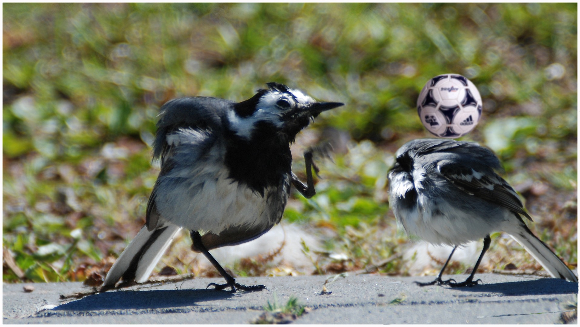 Motacilla alba 