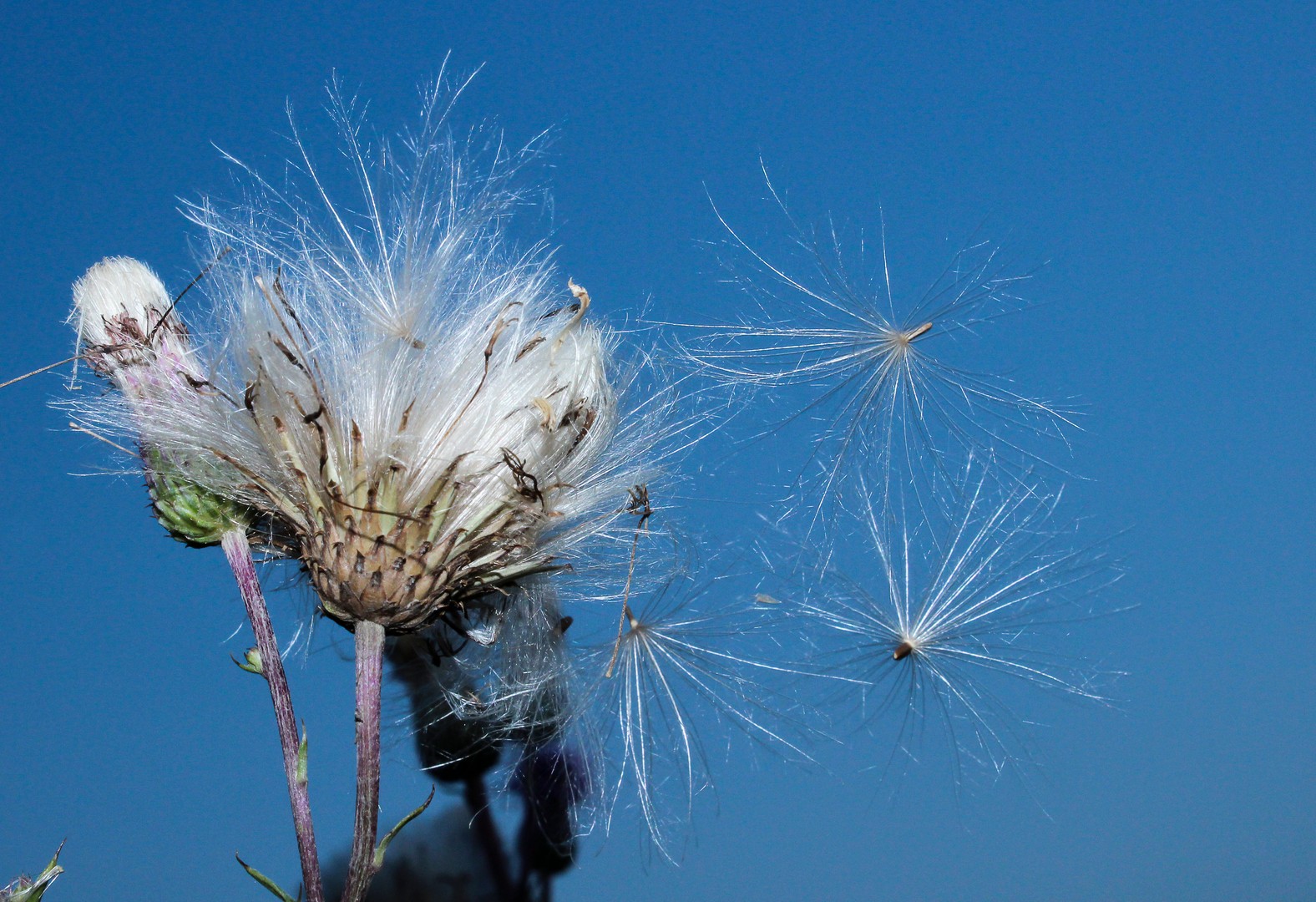 Puste die Blume