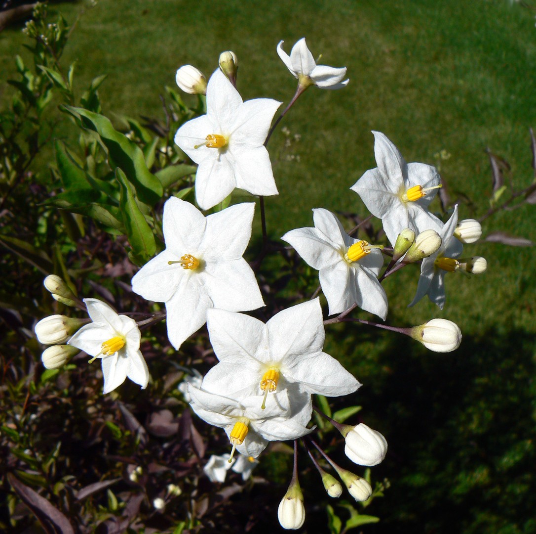 Jasmin-Solanum