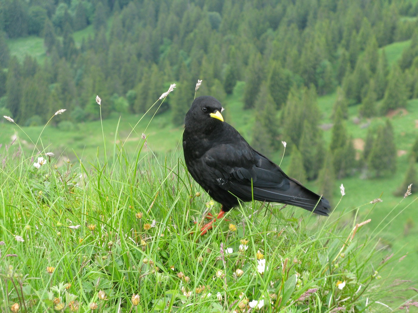 Ein Vogel in Österreich