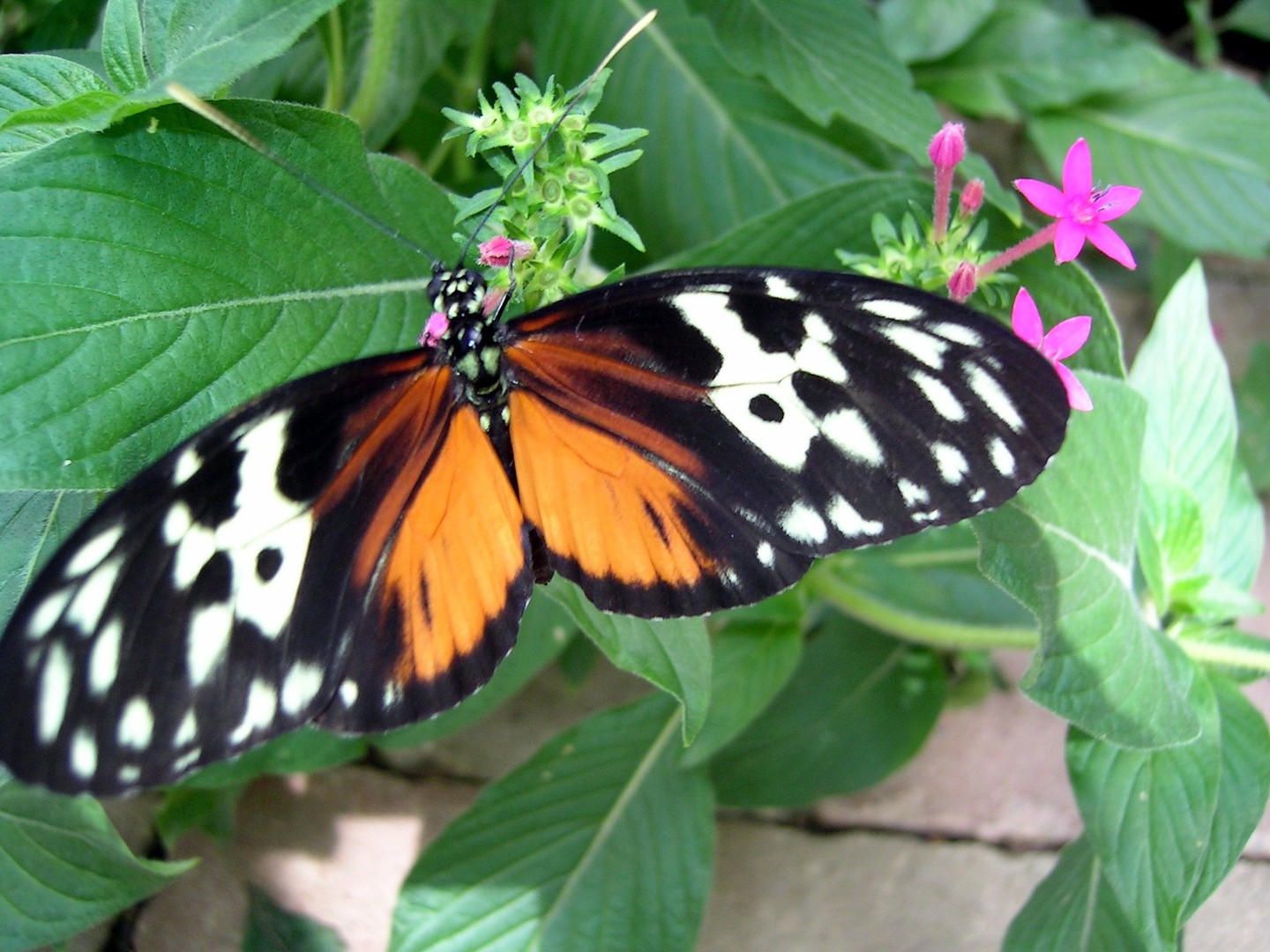 Schmetterling