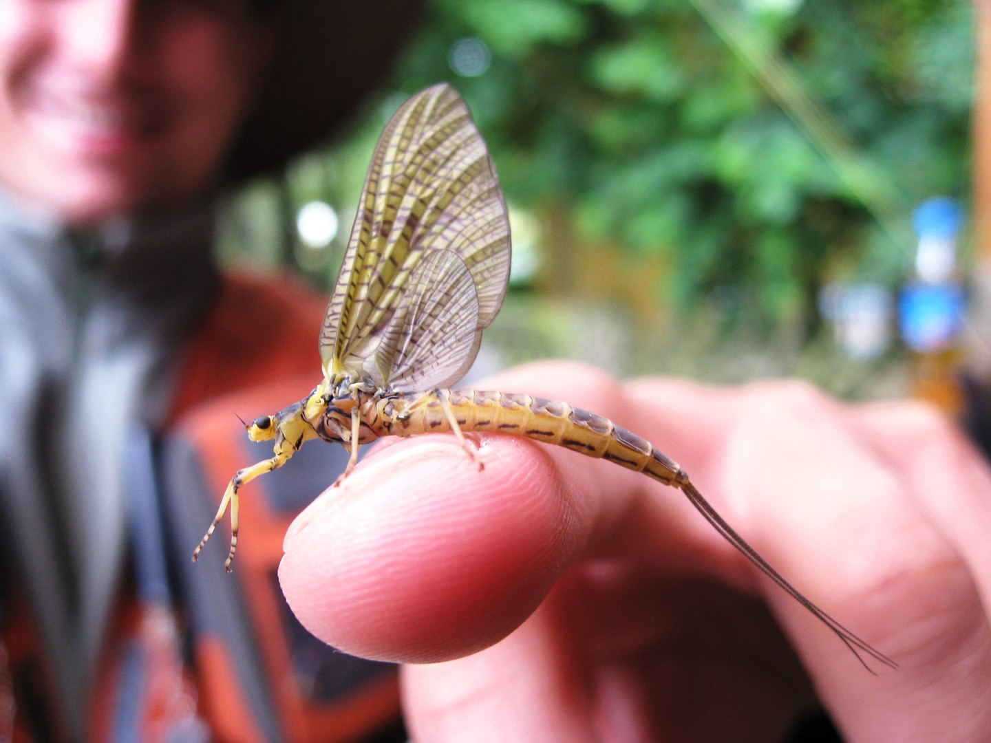 Dänische Eintagsfliege auf Zeigefinger