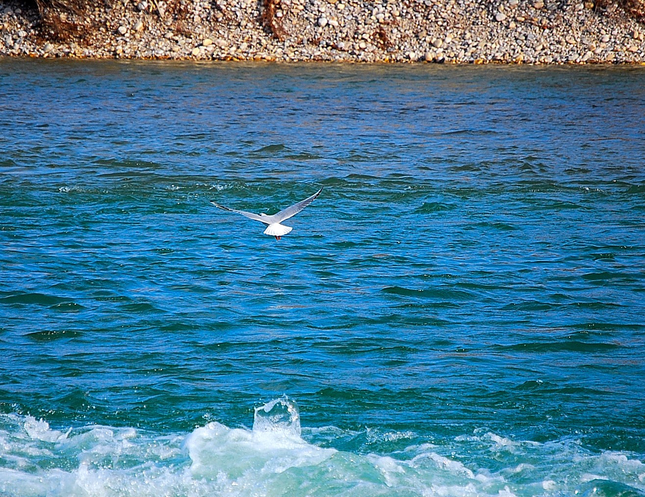 Mouette.