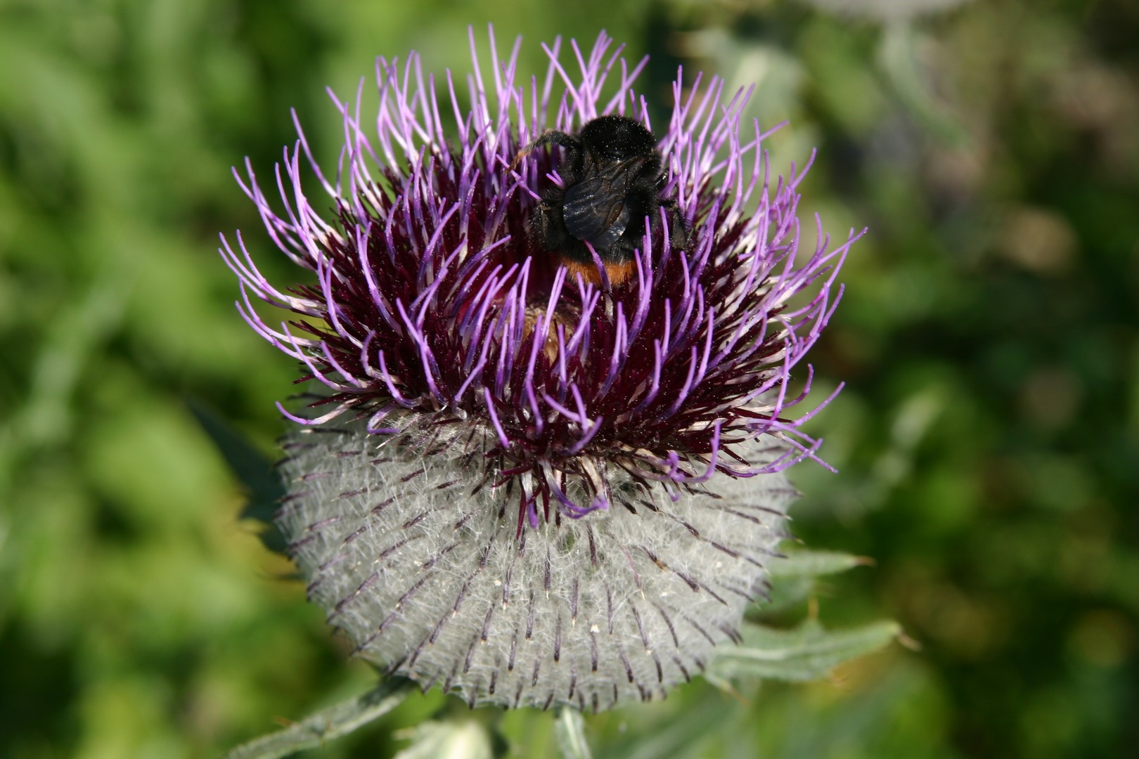 Distel mit Besucher