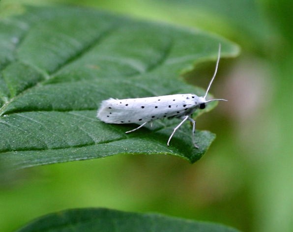 Yponomeuta cagnagella