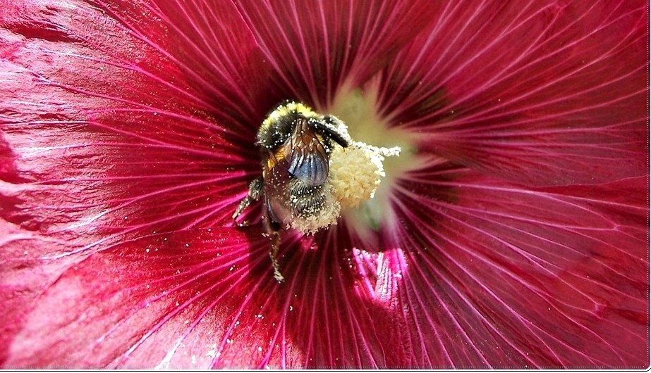 Hummel in Hibiskusblüte